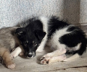 3 дівчинки цуценя шукають родину ❤️‍ з м. Київ