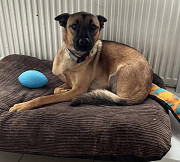 Розумний і енергійний Малиш з м. Київ