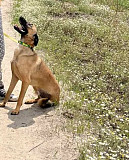 Розумний і енергійний Малиш з м. Київ