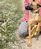 Розумний і енергійний Малиш з м. Київ