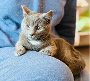 Сіренька чудова Ворсинка from Kiev