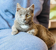 Сіренька чудова Ворсинка from Kiev