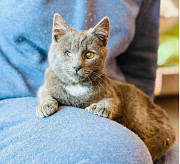 Сіренька чудова Ворсинка from Kiev