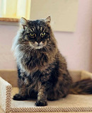 Надзвичайно красивий Соломон from Kiev