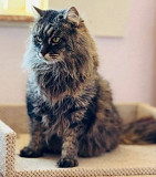 Надзвичайно красивий Соломон from Kiev