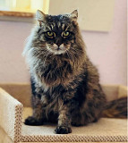 Надзвичайно красивий Соломон from Kiev