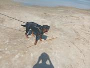 Малховер (метис ротвейлера и овчарки) Дніпро