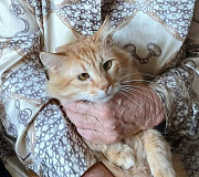 Віддамо котиків у хороші руки from Vinnytsya