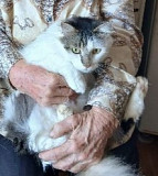 Віддамо котиків у хороші руки from Vinnytsya