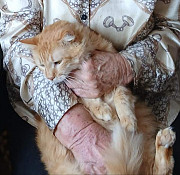 Віддамо котиків у хороші руки from Vinnytsya