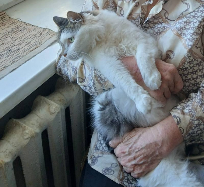Віддамо котиків у хороші руки Vinnytsya - photo 1