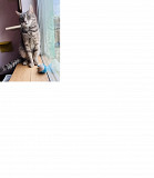 Твій майбутній друг Лемур из г.Киев