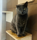 Голубенький і дуже гарний Артур из г.Киев