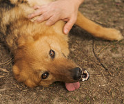 Незвичайна та золотавого кольору Фауна from Kiev