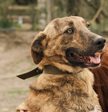 Справжня тусерша Тігра из г.Киев