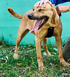 Файний рудий Драйв from Kiev