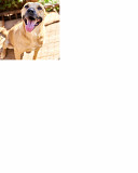 Файний рудий Драйв from Kiev