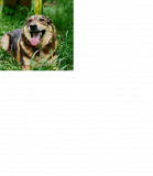 Врівноважений і контактний Томмі из г.Киев