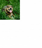 Врівноважений і контактний Томмі from Kiev