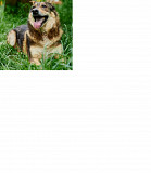 Врівноважений і контактний Томмі from Kiev