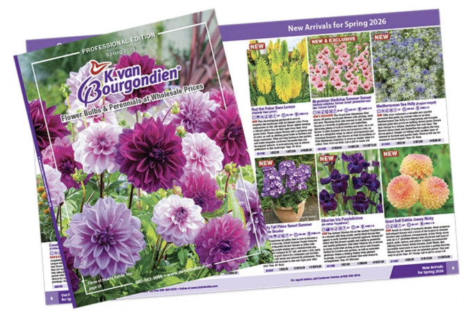 Free Flower Catalog Madison - photo 1