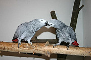 Couple Gris du gabon a placer из г.Zuerich (Kreis 10)
