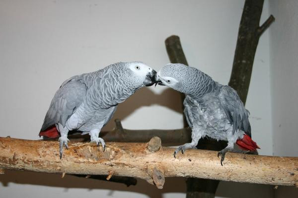 Couple Gris du gabon a placer Zuerich (Kreis 10) - изображение 1
