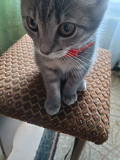 Безкоштовно котик Ирпень