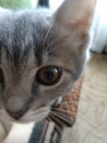 Безкоштовно котик Ирпень