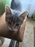 Безкоштовно котик Ирпень