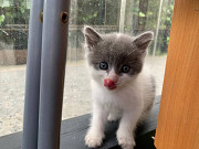 Віддам кошенят 1,5 міс. в добрі руки Одесса