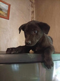 Щенки Донецк