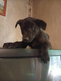 Щенки Донецк