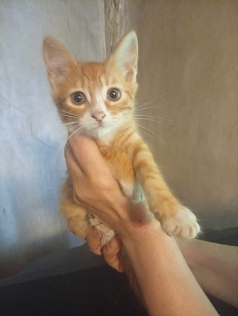 Котенок в добрые руки Донецк - изображение 1