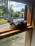Отдам котенка Анора Запорожье