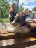 Отдам котенка Анора Запорожье