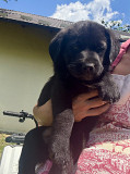 Милі цуценята шукають люблячу родину — віддамо в добрі руки! from Lviv