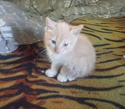 Котята в добрые руки Донецк