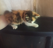 Котята в добрые руки Донецк