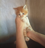 Котята в добрые руки Донецк
