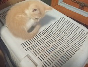 Котята в добрые руки Донецк