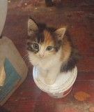 Котята в добрые руки Донецк