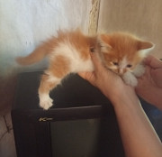 Котята в добрые руки Донецк