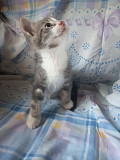 2 кота и 1 кошка з м. Рига