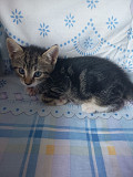 2 кота и 1 кошка з м. Рига