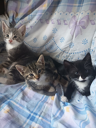 2 кота и 1 кошка Рига - зображення 1