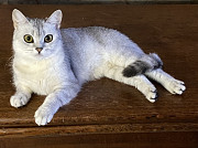 Отдам шотландскую кошку в добрые руки from Odessa