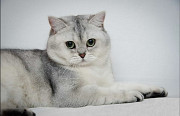 Отдам шотландскую кошку в добрые руки from Odessa