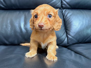 Dachshund puppy For Adoption Фресно