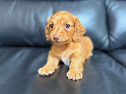 Dachshund puppy For Adoption Фресно